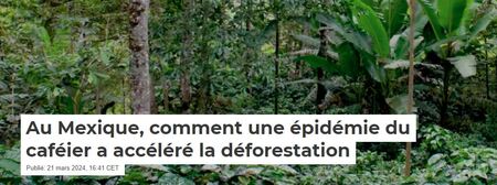 Au Mexique, comment une épidémie du caféier a accéléré (…)