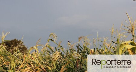 A Lire sur Reporterre : Le Mexique interdit le maïs OGM (…)