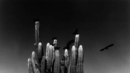 Sur Vogue : Graciela Iturbide, rencontre avec la (…)