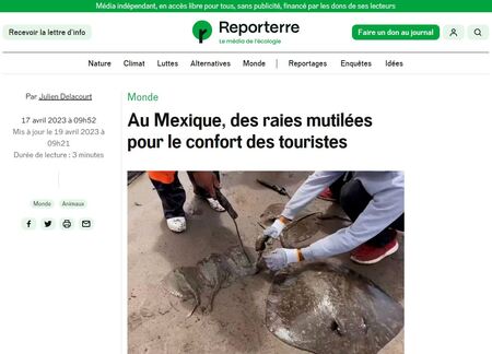 Au Mexique, des raies mutilées pour le confort des (…)